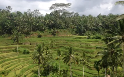 Lush, green rice fields in and palm trees