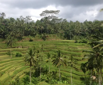Lush, green rice fields in and palm trees