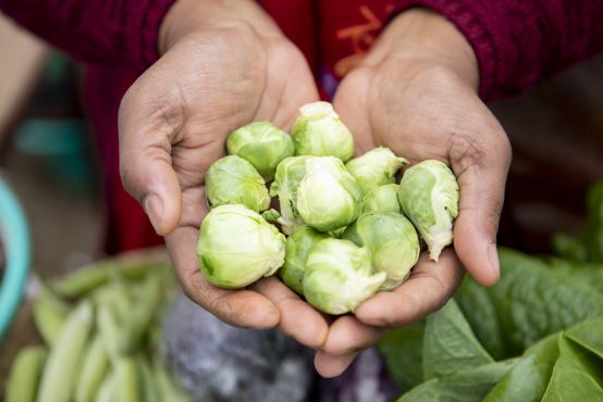 Two hands held out contain several fresh brussels sprouts