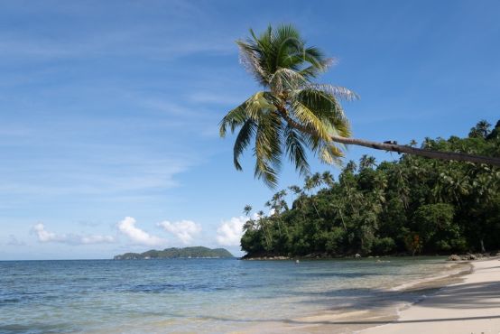 A palm tree over a beautiful beach