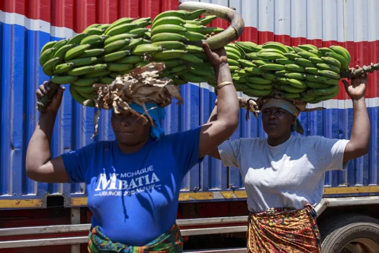 Two people carry bunches of bananas on their heads