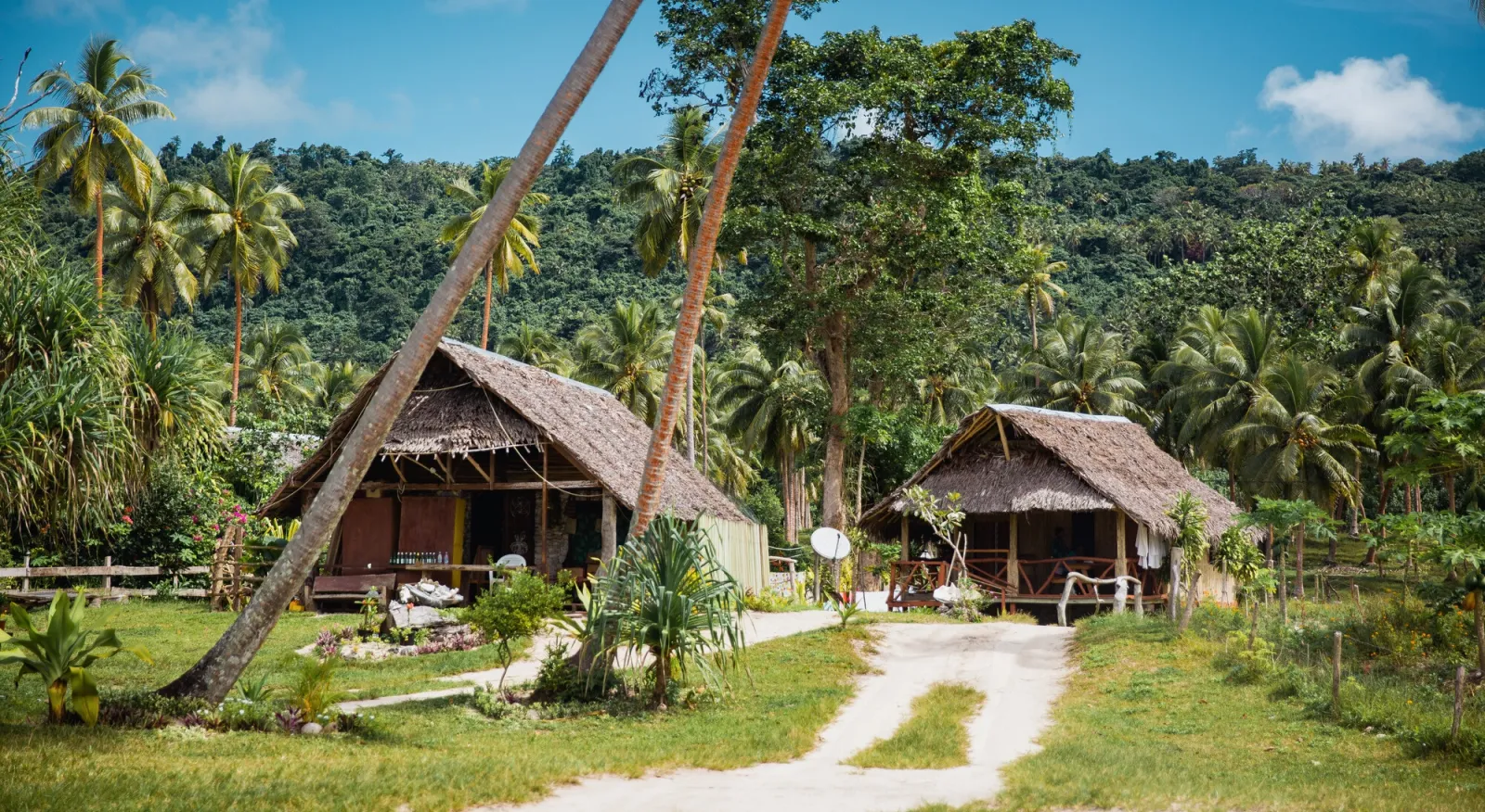 Two large houses with straw roofs are set between lush green palm trees.