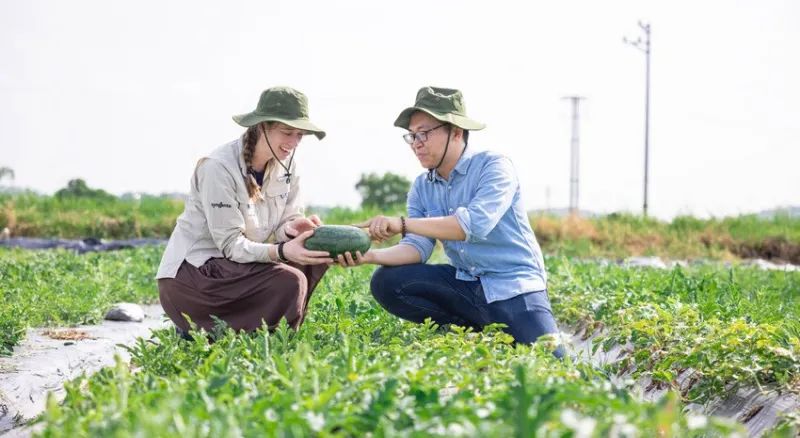 A man and a woman wearing hats crouch in a field, inspecting a watermelon together