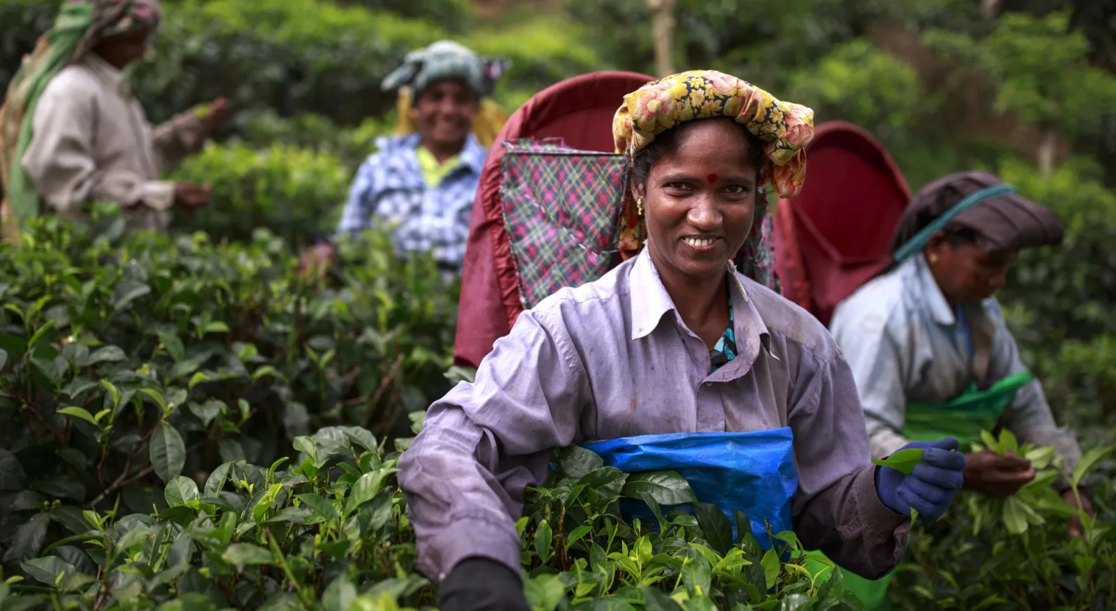 A woman is in a field with other women, baskets on their back. She smiles at the camera.
