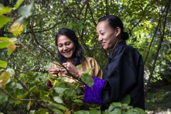 Two women in traditional Bhutanese attire carefully pluck leaves from a tree, they are smiling and mid-conversation.