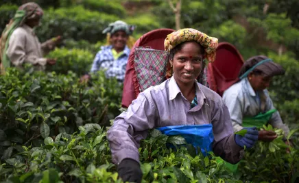 A woman is in a field with other women, baskets on their back. She smiles at the camera.