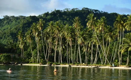 A photo taken from the ocean, looking towards the shore. There are many tall palm trees along a sandy beach.