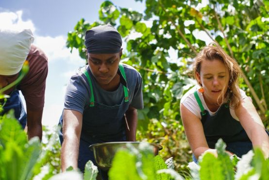 Three people wearing aprons candidly pick fresh produce. The person in the middle holds a metal bowl.