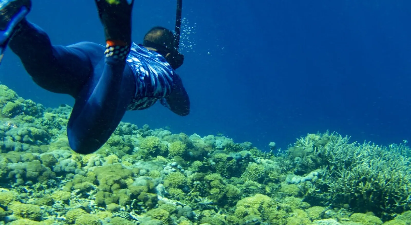 A person snorkels away from the camera. A coral reef fills the bottom half of the frame; the top half of the frame is the blue of the deep water.