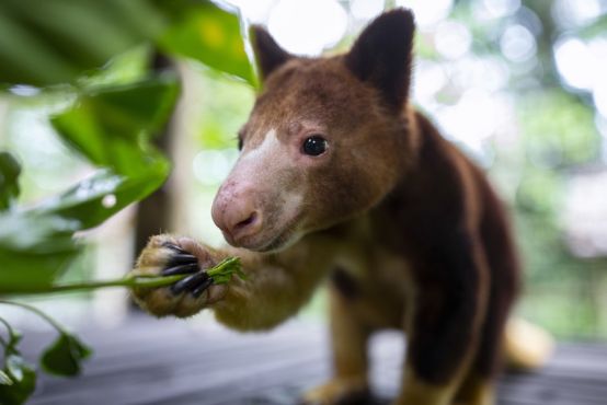 A medium size animal - a tree kangaroo - uses its right front paw to bring a small plant branch to its mouth. The tree kangaroo has dark brown fur, brown eyes, pointy ears, and a lighter coloured patch of skin above its nose.