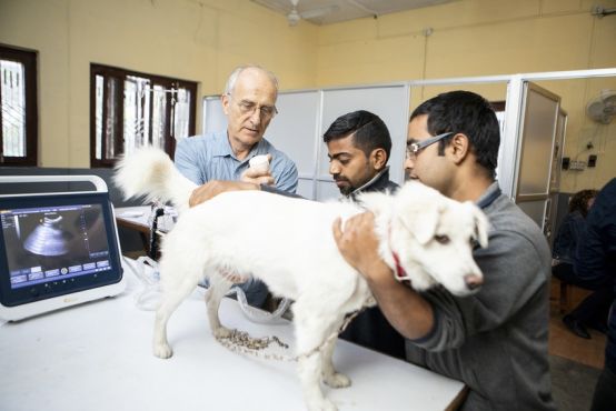 A medium size dog stands on an examination table. The dog has a white coat and a red collar. Three people stand to one side of the table. One person holds the dog gently while the other two people conduct an ultrasound of the dog.