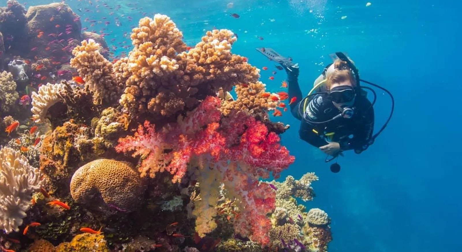 A scuba diver underwater swimming next to colourful coral.