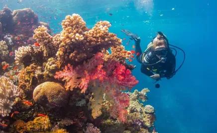 A scuba diver underwater swimming next to colourful coral.