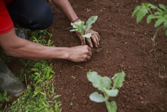 two hands are shown planting some small plants in the dirt