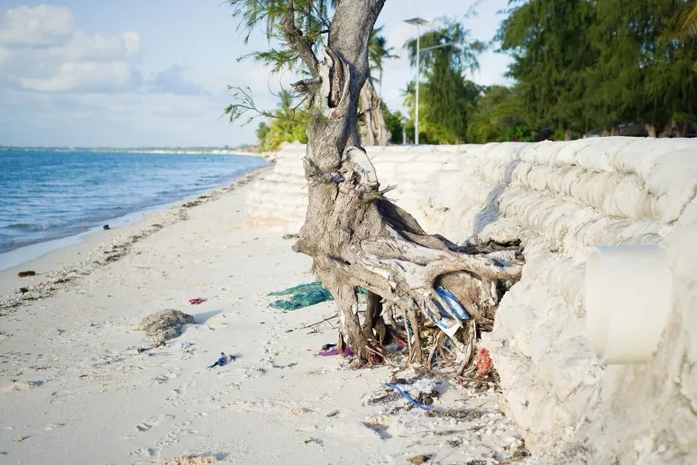 A beach with erosion around tree trunk and sea wall.