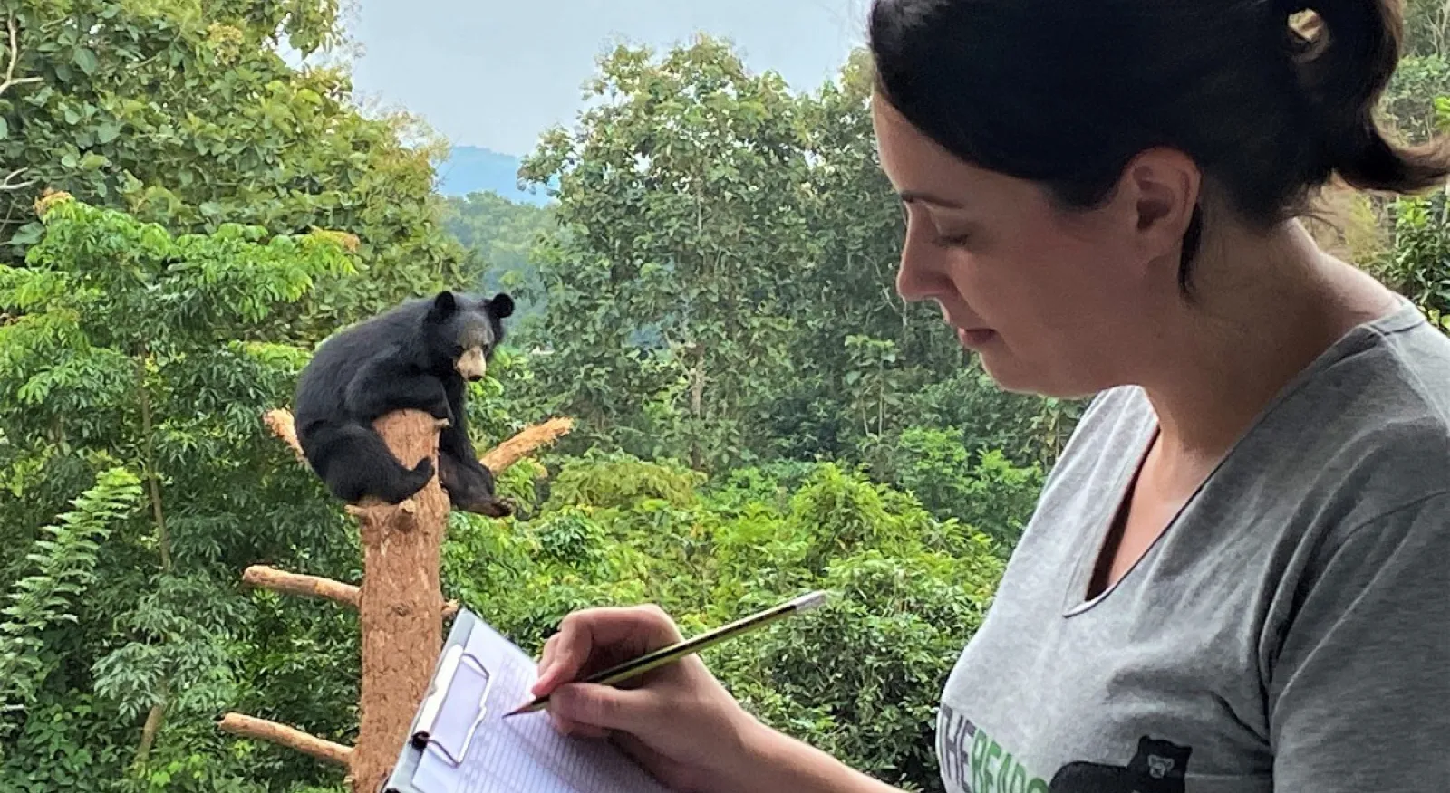 A person with paper and a pen observes a bear in a tree in the background.