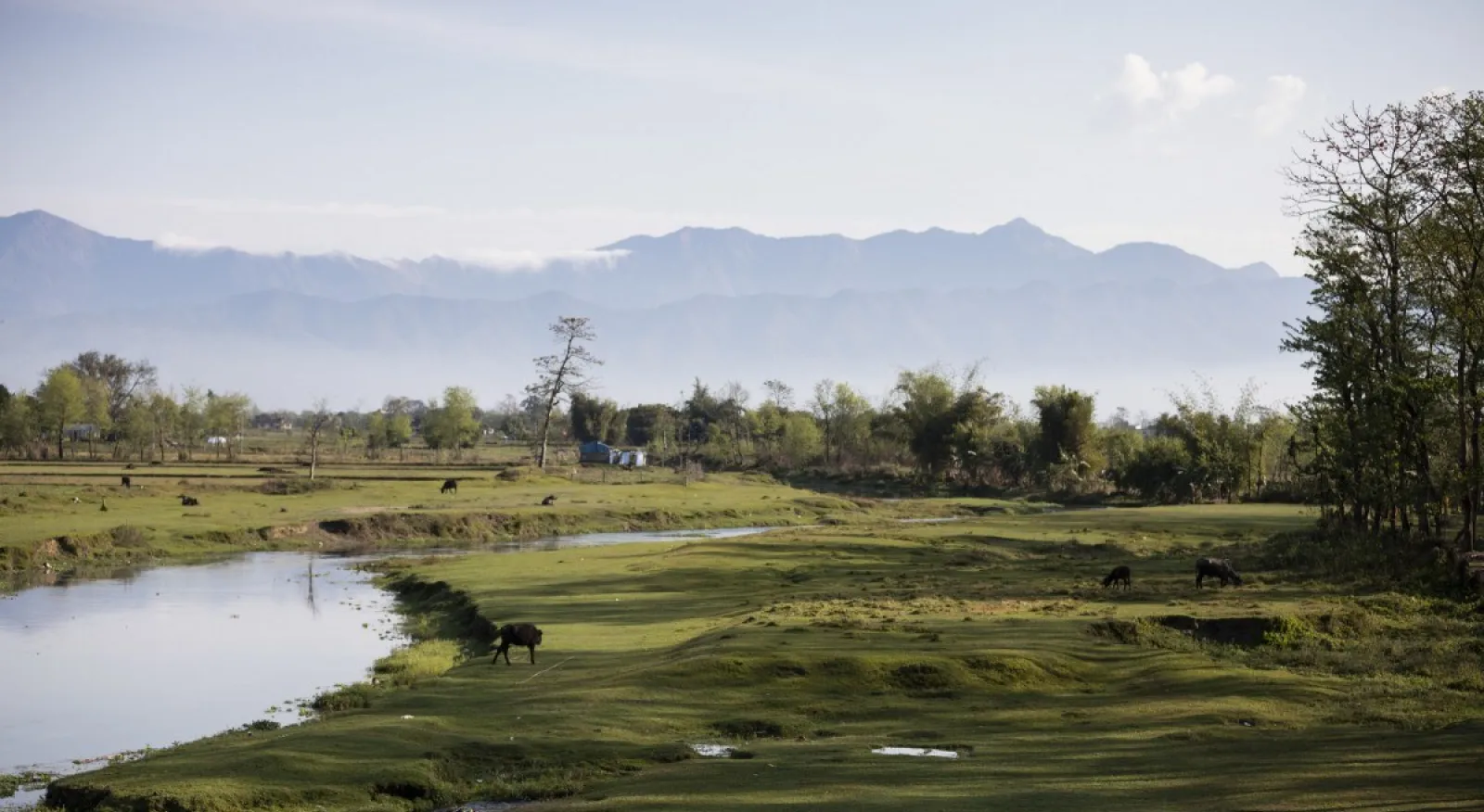 A serene river flowing through lush green grass, with cows grazing by its banks.