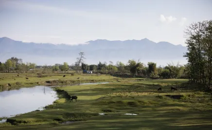 A serene river flowing through lush green grass, with cows grazing by its banks.