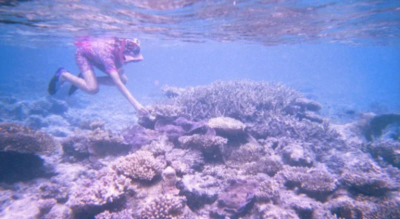 A person snorkeling underwater in a coral reef.