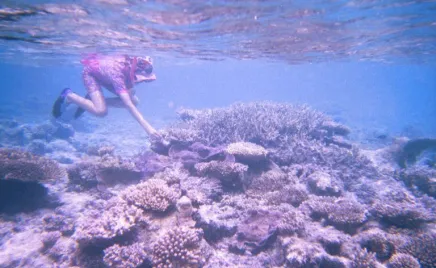 A person snorkeling underwater in a coral reef.