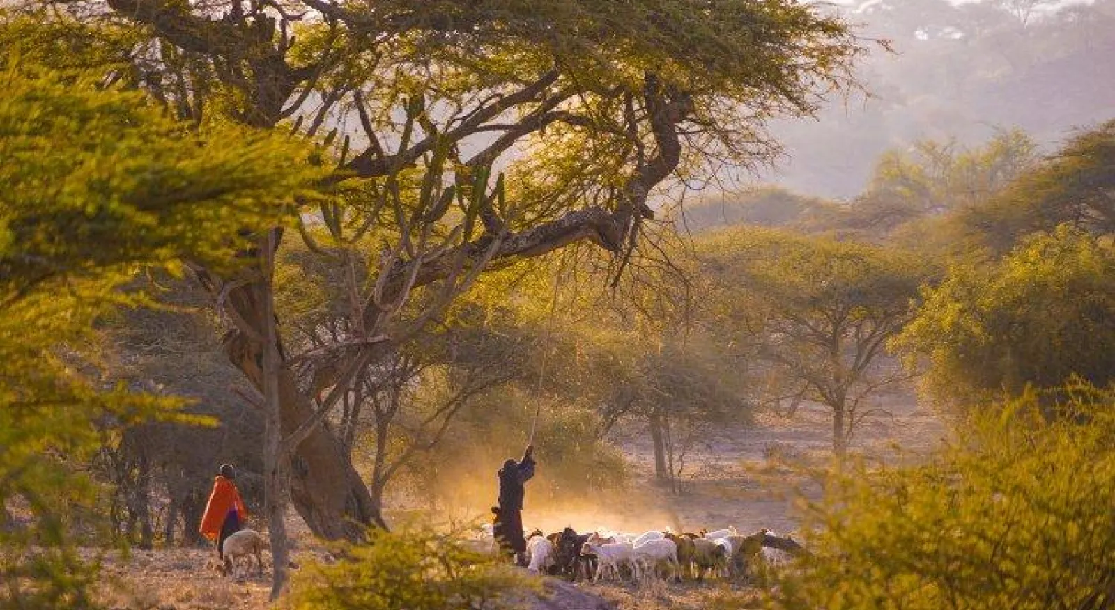 A group of people walking through a field with a herd of sheep.