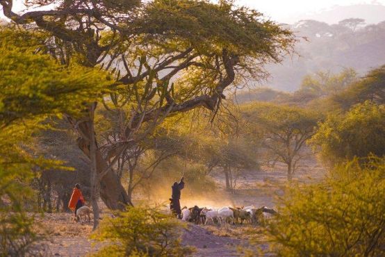 A group of people walking through a field with a herd of sheep.