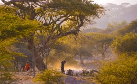 A group of people walking through a field with a herd of sheep.