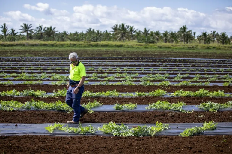 A person wearing high vis and walking through a row of watermelon crops. Palm trees are visible in the distance.