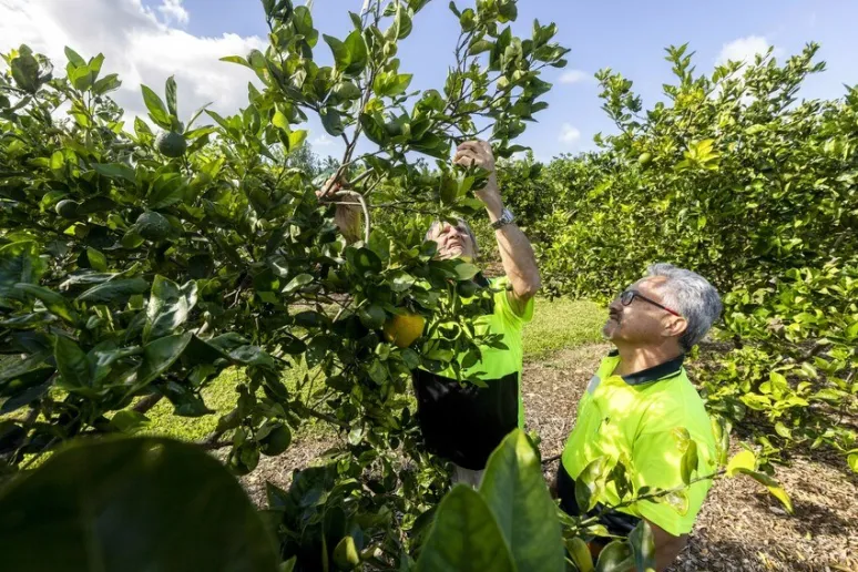 A person reaches into an orange tree to inspect fruit, with another person standing next to them assisting. They are both wearing high vis and standing amongst a row of orange trees.