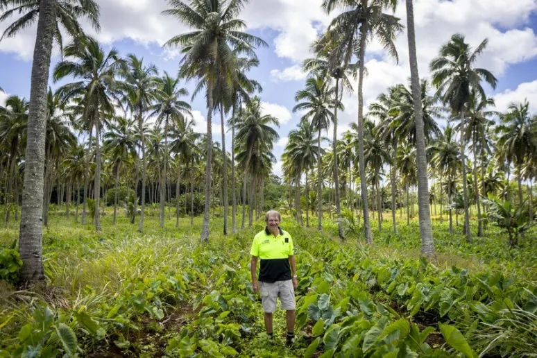 A person wearing high vis stands in a field of crops surrounded by tall palm trees.