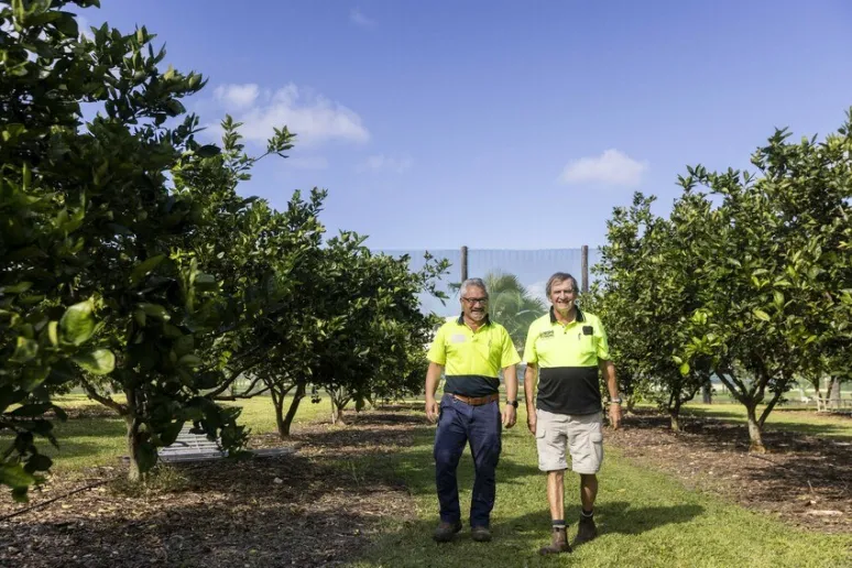 Two people wearing high vis and walking through a row of orange trees.