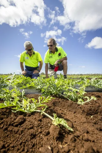Two people wearing high vis and crouching down to inspect a patch of watermelon vines.