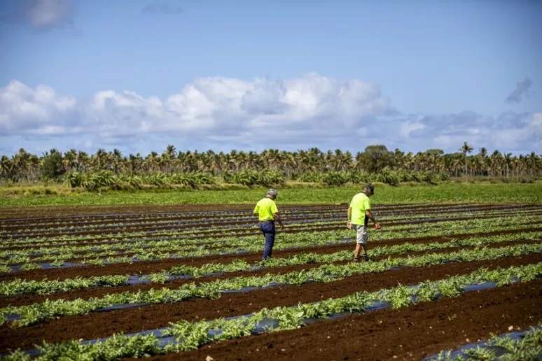 Two people wearing high vis walking along a row of crops in a large field, visible from a distance.