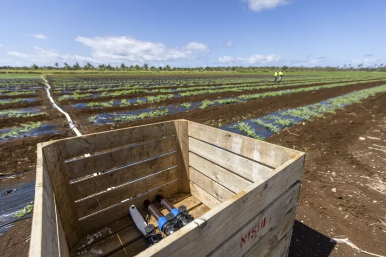 An open wooden pallet box with an irrigation system visible inside in a large field of crops.