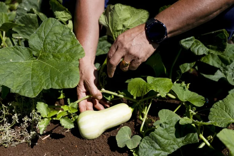 A closeup of a young, green pumpkin which is growing on a vine. A person's hand is inspecting it.