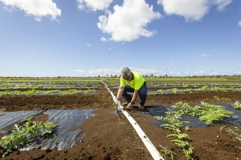A person wearing high vis crouching down and inspecting an irrigation system in a large field of crops.