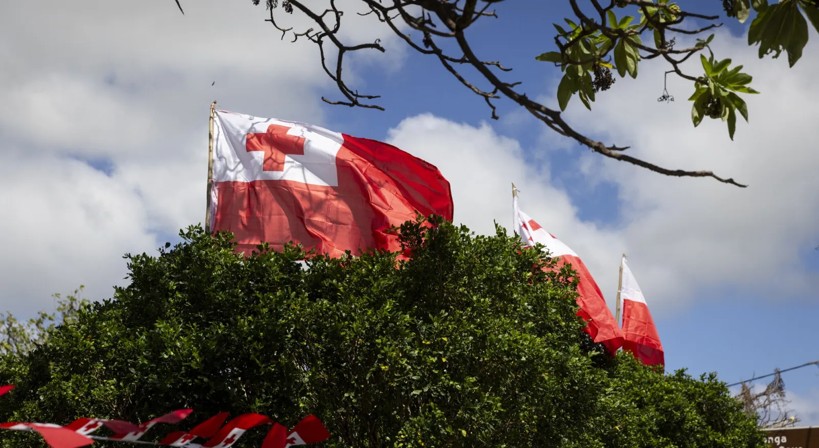 A number of flags of Tonga are flying in the breeze, atop a hill with trees.
