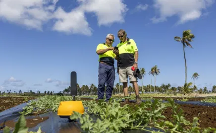 Two people standing in a field of watermelon crops wearing high vis clothing. One person is holding a phone and they are both looking at the screen. There is a blue sky and palm trees in the distance.