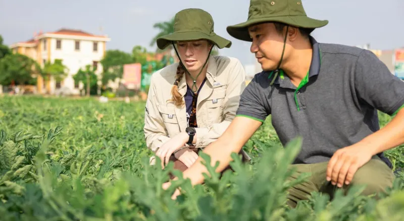 Two people in green bucket hats crouch in a field inspecting watermelon vines